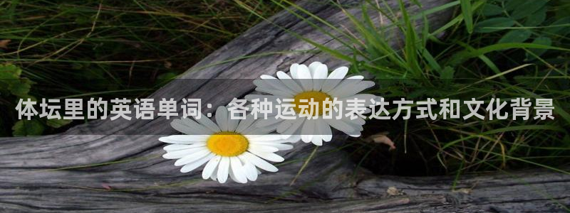 3377体育官方正版app集团E.ON：体坛里的英语单词：各
