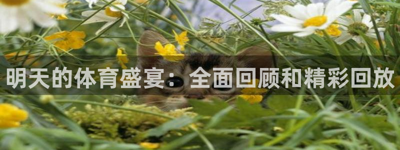 新雨燕足球直播：明天的体育盛宴：全面回顾和精彩回放